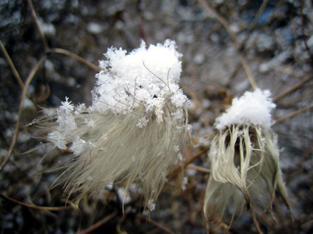 f:id:togatoga:20081206113051j:image