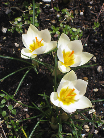 f:id:togatoga:20090323122117j:image f:id:togatoga:20090323122117j:image