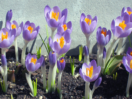 f:id:togatoga:20090329111711j:image f:id:togatoga:20090329111711j:image