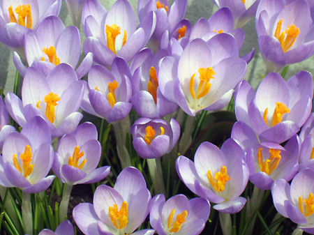 f:id:togatoga:20090404121014j:image