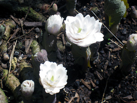 f:id:togatoga:20090428123511j:image
