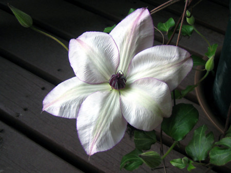 f:id:togatoga:20090523181247j:image