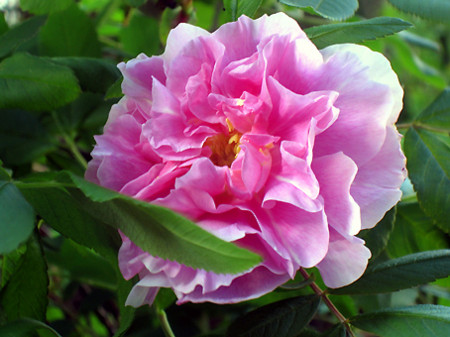 f:id:togatoga:20090624071227j:image