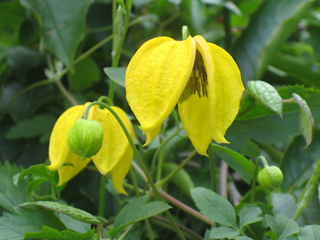 f:id:togatoga:20090711073516j:image