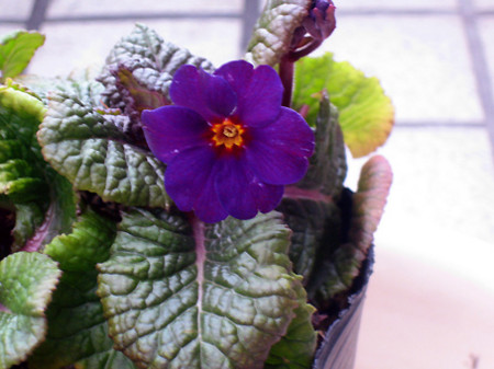 f:id:togatoga:20091026071501j:image f:id:togatoga:20091026071501j:image