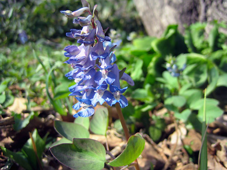 f:id:togatoga:20100504145944j:image