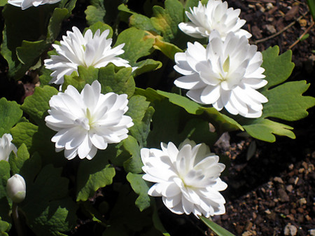 f:id:togatoga:20100510123618j:image f:id:togatoga:20100510123618j:image