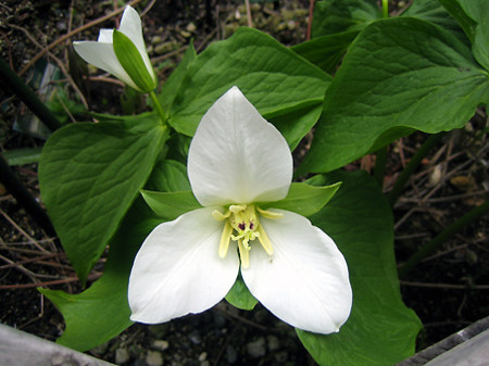 f:id:togatoga:20100515162549j:image f:id:togatoga:20100515162549j:image