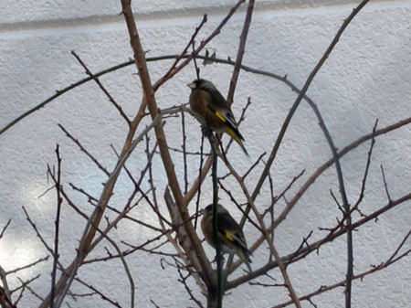 f:id:togatoga:20110123092402j:image