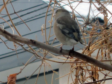 f:id:togatoga:20140316145018j:image f:id:togatoga:20140316145018j:image