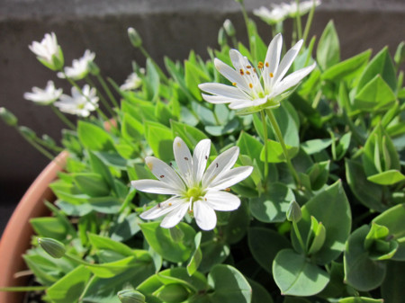 f:id:togatoga:20140601172236j:image f:id:togatoga:20140601172236j:image
