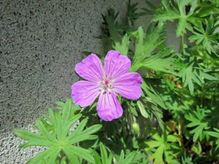 f:id:togatoga:20140609135006j:image
