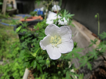 f:id:togatoga:20140622094638j:image f:id:togatoga:20140622094638j:image