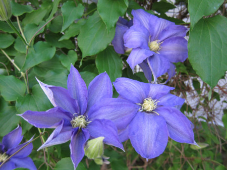 f:id:togatoga:20150620103718j:image