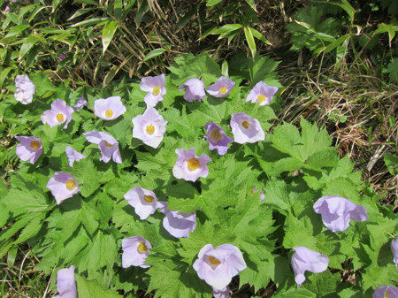 f:id:togatoga:20160605102243j:image f:id:togatoga:20160605102243j:image