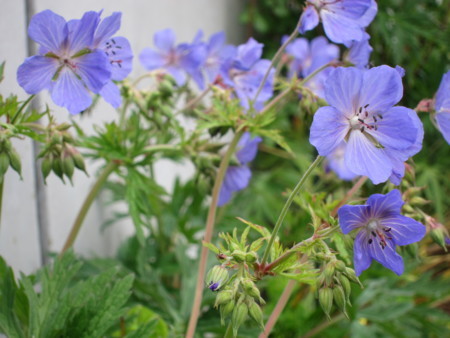 f:id:togatoga:20180610143021j:image f:id:togatoga:20180610143021j:image