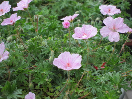 f:id:togatoga:20180610143933j:image f:id:togatoga:20180610143933j:image