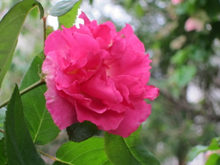 f:id:togatoga:20180630175158j:image