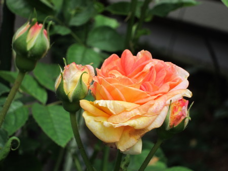 f:id:togatoga:20180712130636j:image