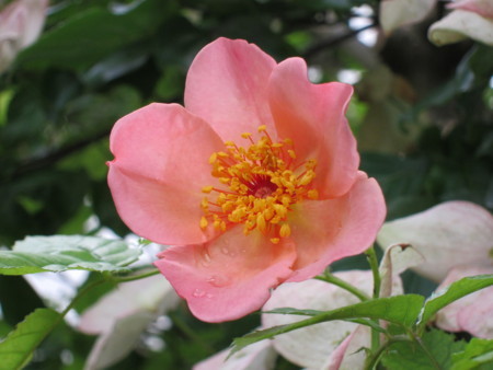 f:id:togatoga:20180716075856j:image