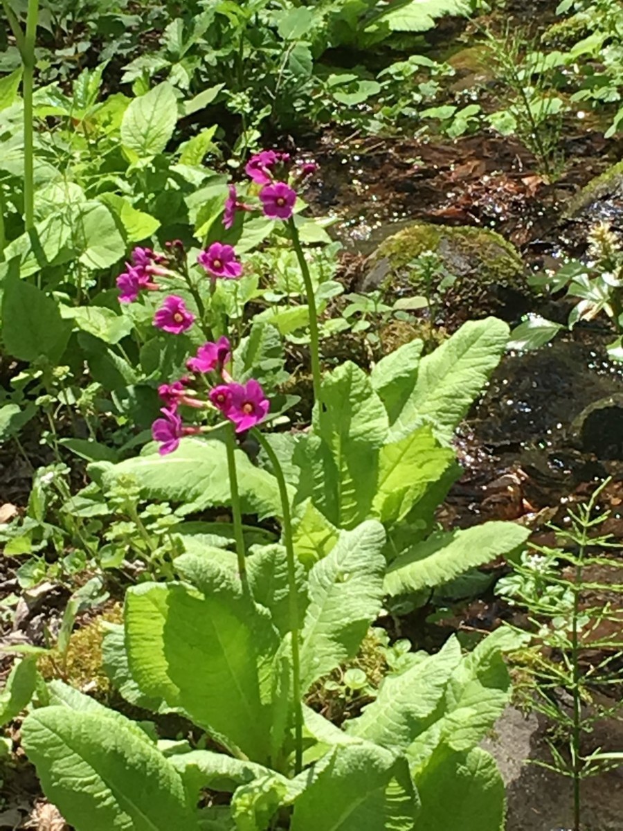 f:id:togatoga:20190519151658j:plain f:id:togatoga:20190519151658j:plain