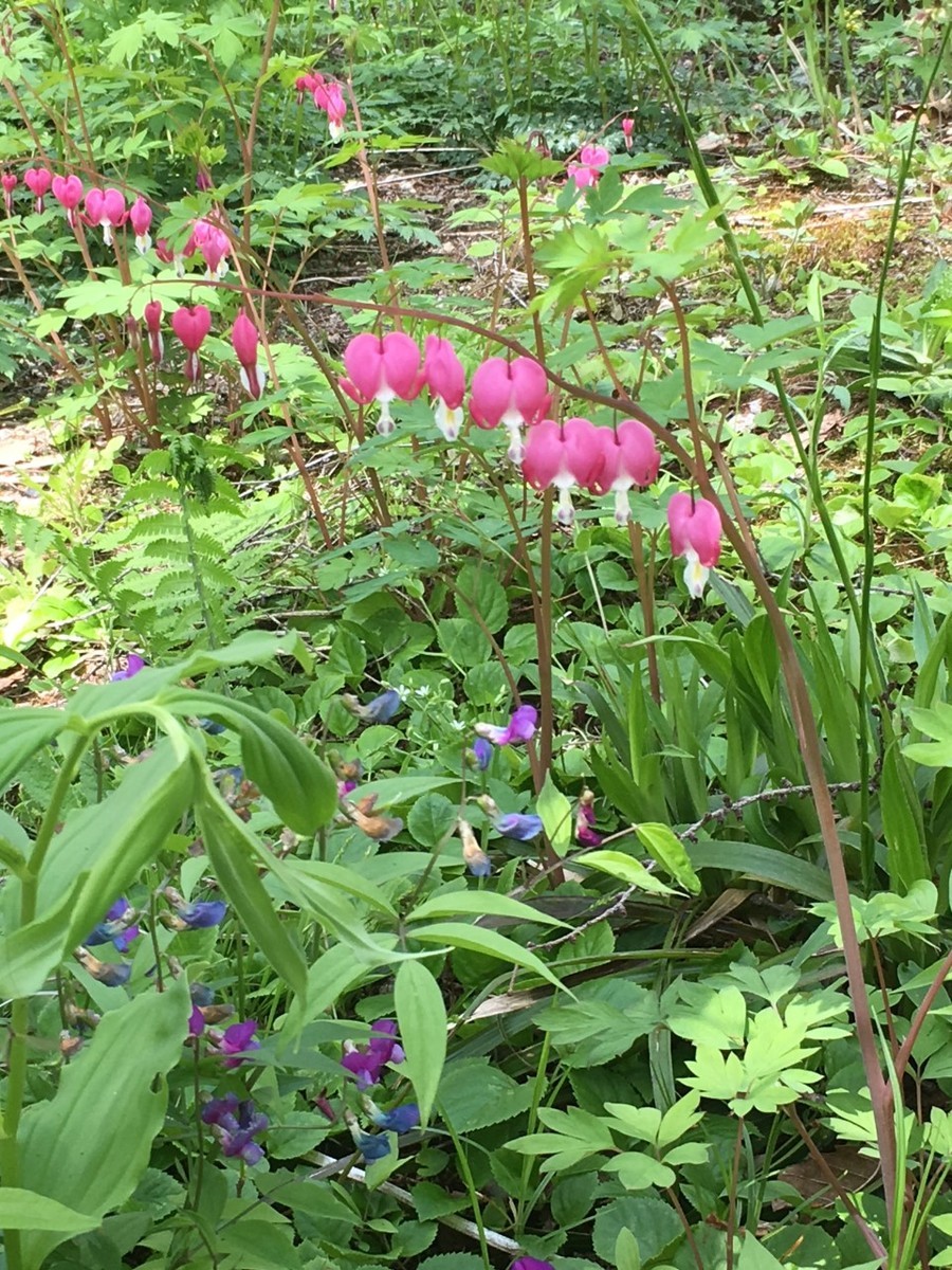 f:id:togatoga:20190519151746j:plain f:id:togatoga:20190519151746j:plain