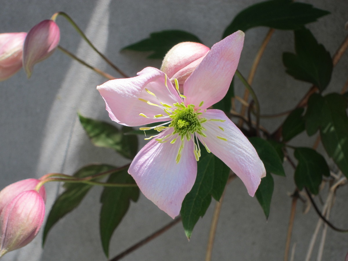 f:id:togatoga:20190525113739j:plain f:id:togatoga:20190525113739j:plain