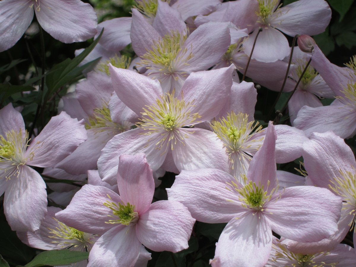f:id:togatoga:20190601114410j:plain f:id:togatoga:20190601114410j:plain