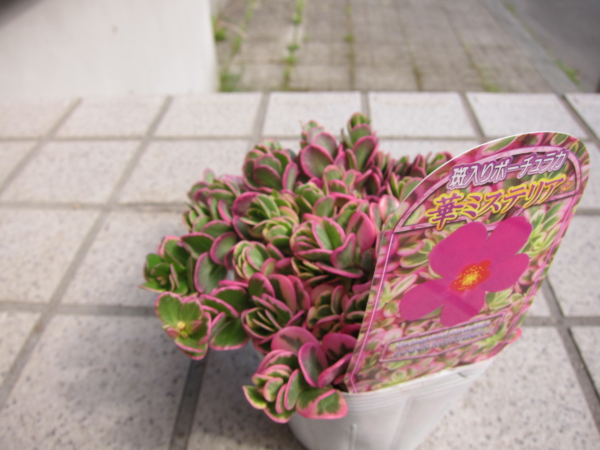 f:id:togatoga:20190602145501j:plain f:id:togatoga:20190602145501j:plain