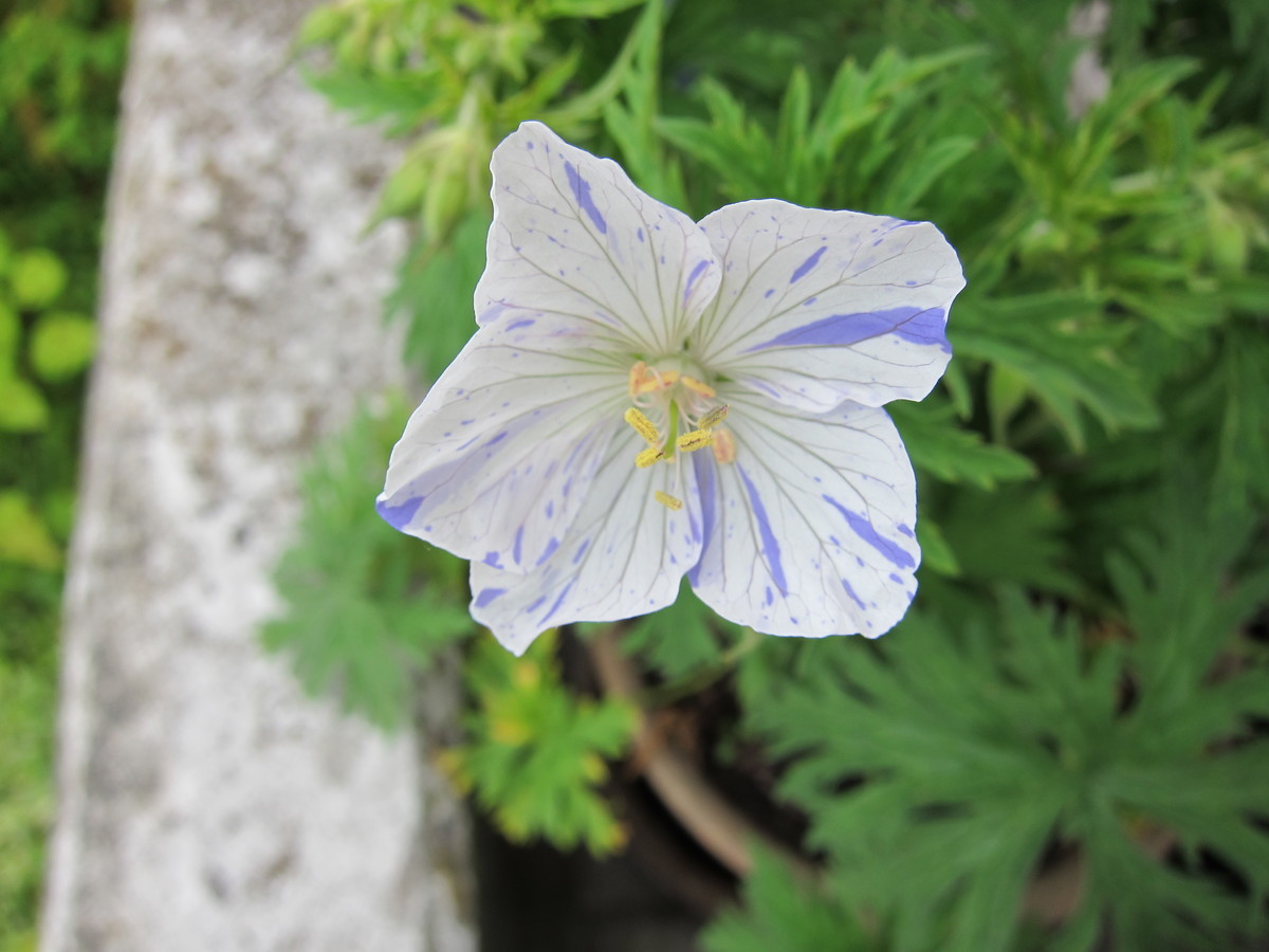 f:id:togatoga:20190613072304j:plain f:id:togatoga:20190613072304j:plain