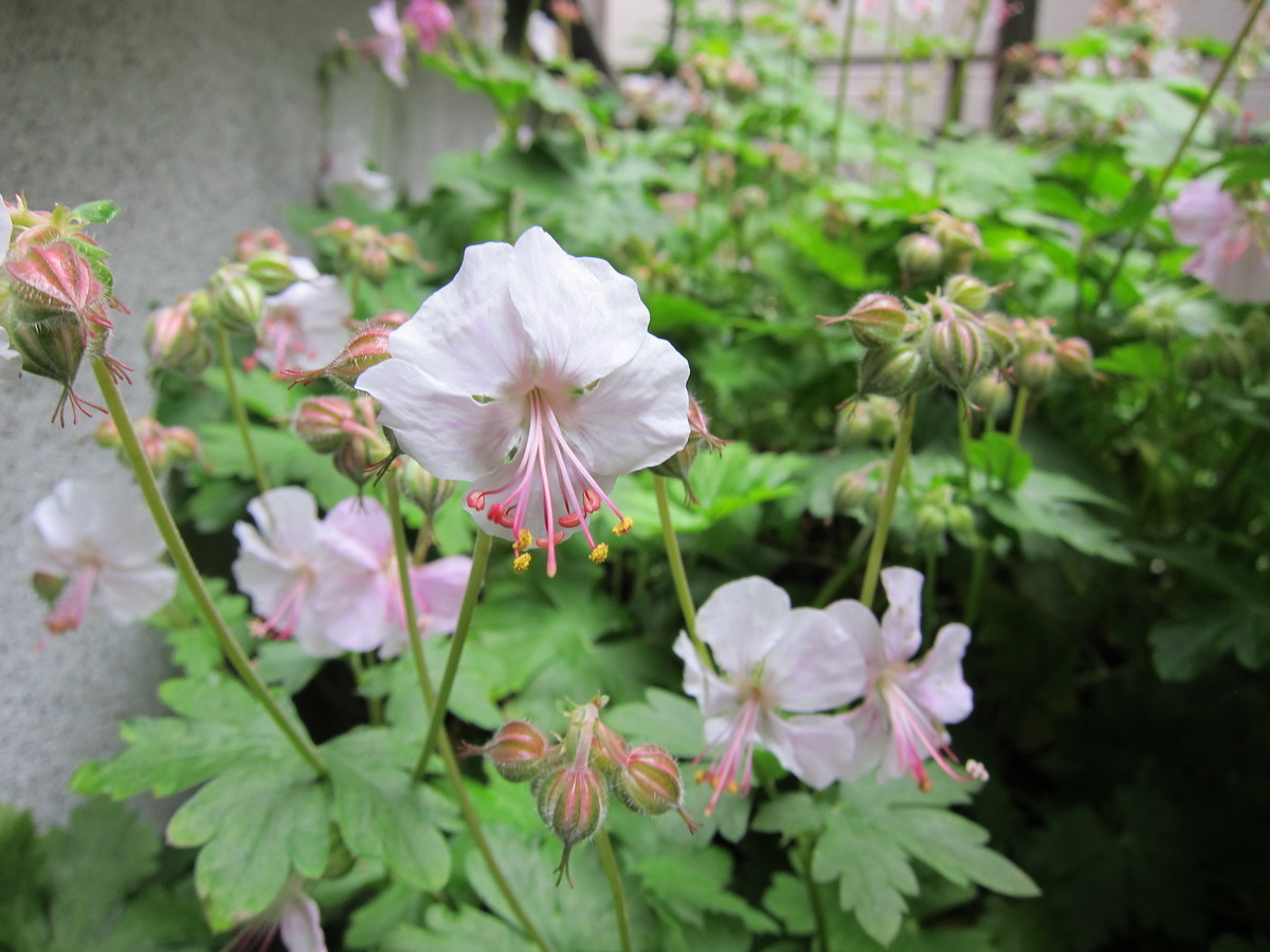 f:id:togatoga:20190613072438j:plain f:id:togatoga:20190613072438j:plain