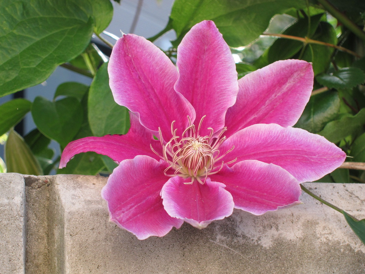 f:id:togatoga:20190620062756j:plain f:id:togatoga:20190620062756j:plain