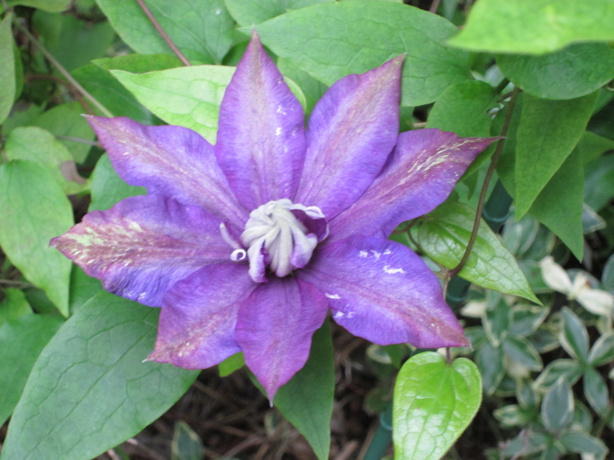 f:id:togatoga:20190628070527j:plain f:id:togatoga:20190628070527j:plain