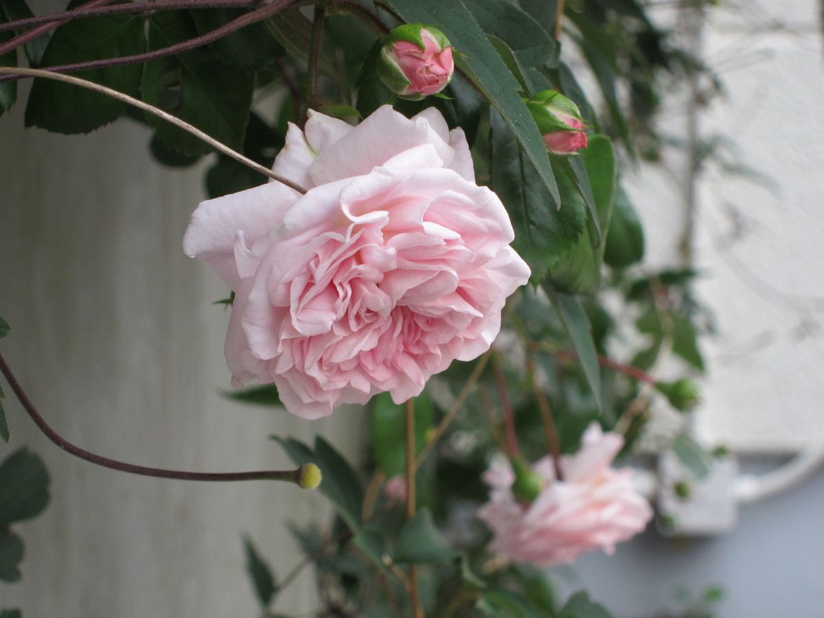 f:id:togatoga:20190630074701j:plain f:id:togatoga:20190630074701j:plain