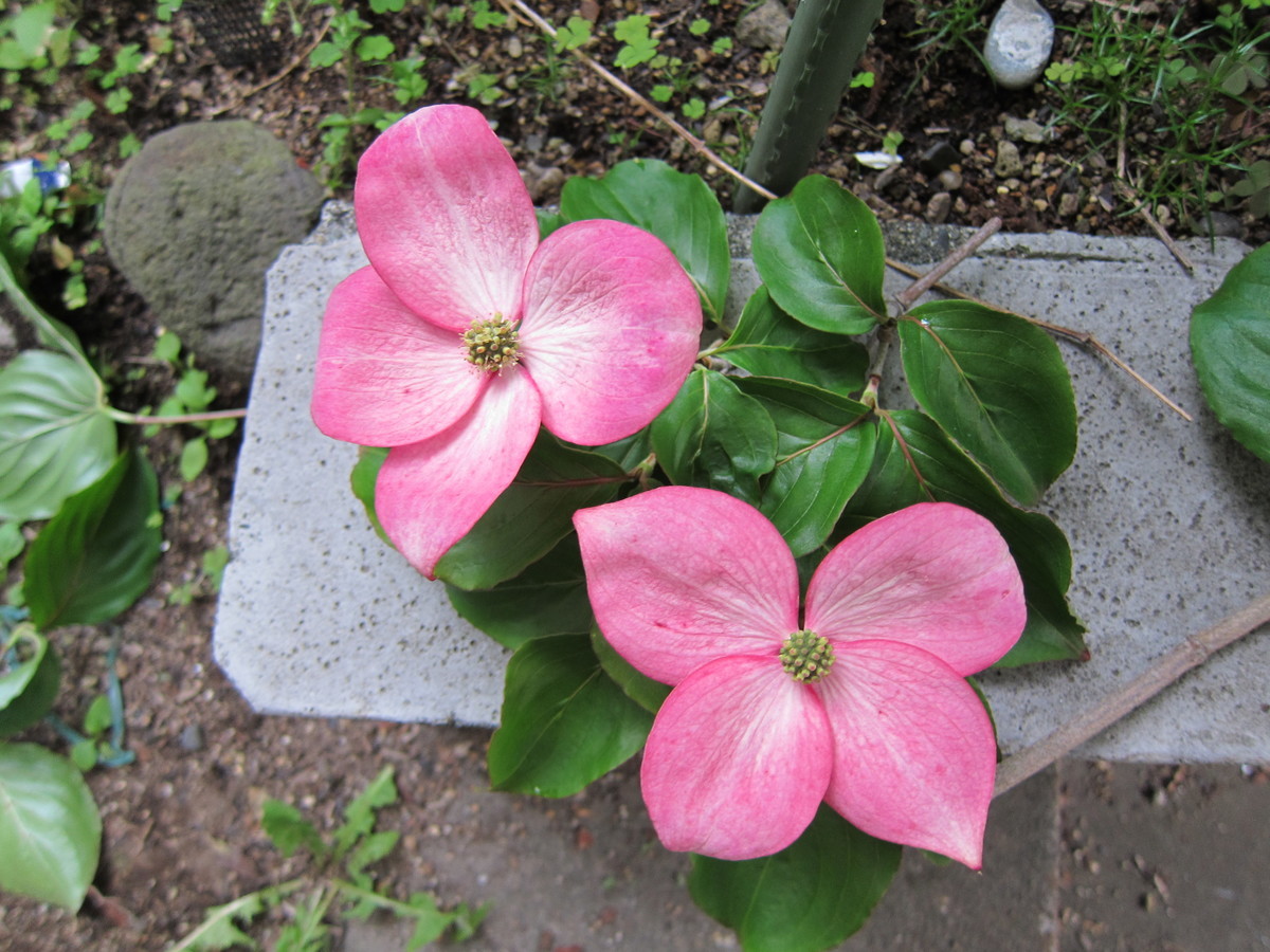 f:id:togatoga:20190630165903j:plain f:id:togatoga:20190630165903j:plain