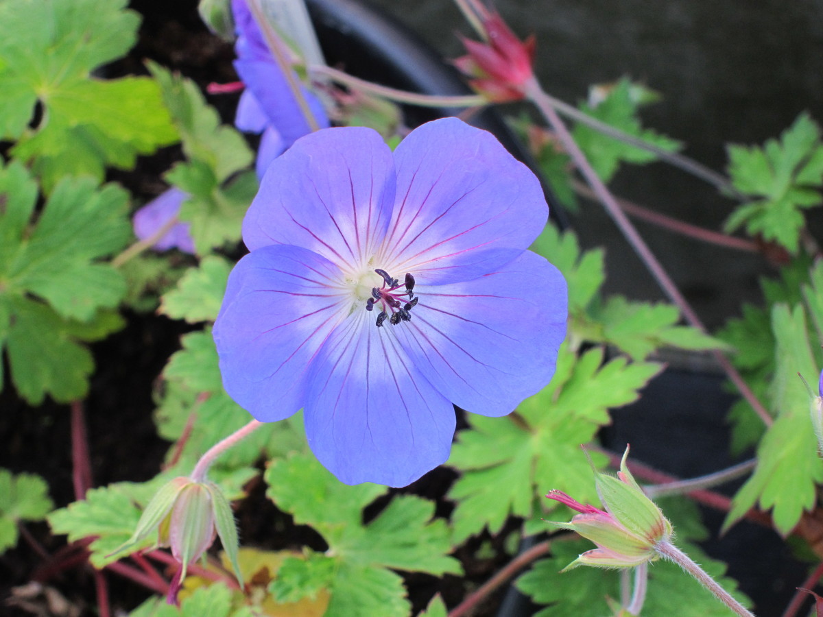 f:id:togatoga:20190709081230j:plain f:id:togatoga:20190709081230j:plain