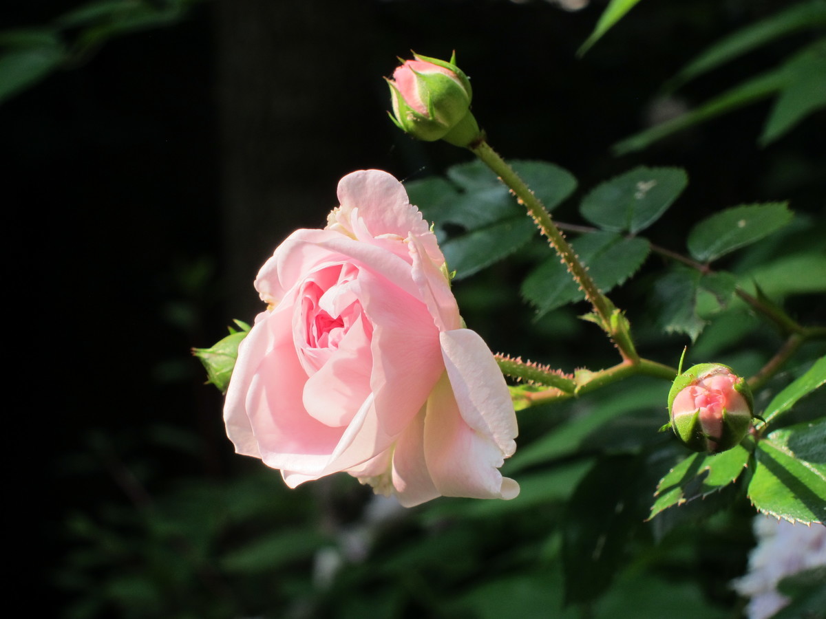 f:id:togatoga:20190710083209j:plain f:id:togatoga:20190710083209j:plain