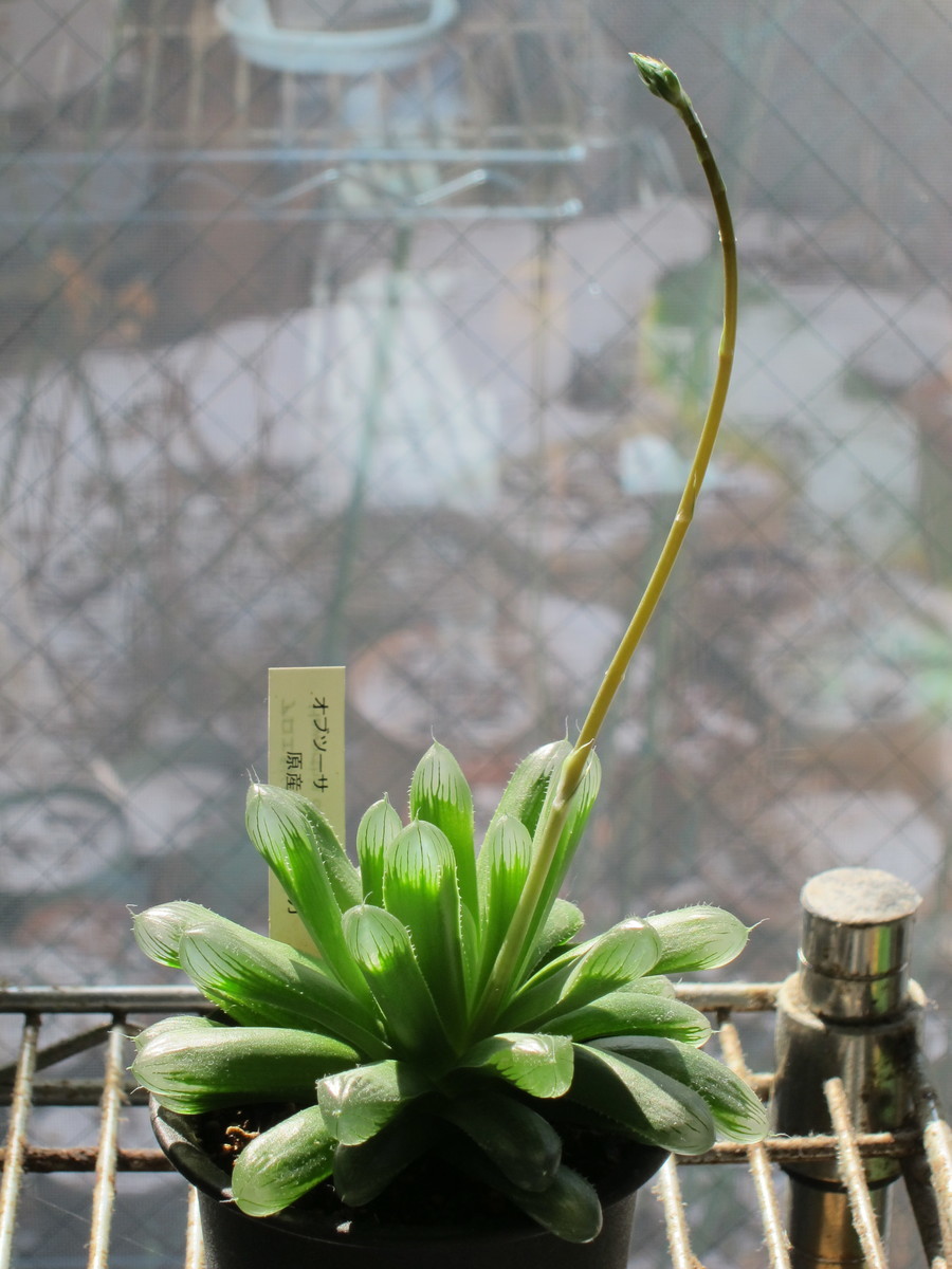 f:id:togatoga:20200301154643j:plain f:id:togatoga:20200301154643j:plain