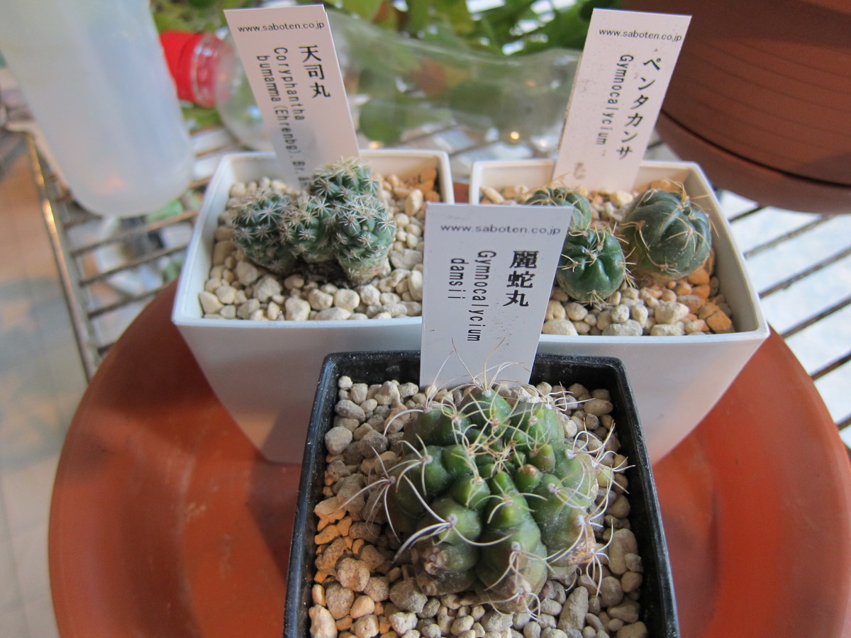 サボテンの植え替え その2 - 雑多な苔_02