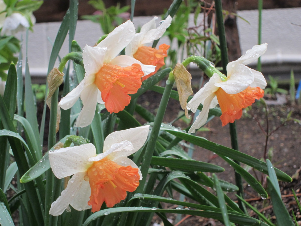 f:id:togatoga:20200511072733j:plain f:id:togatoga:20200511072733j:plain