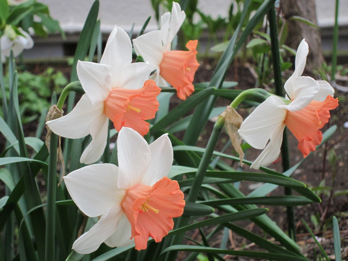 f:id:togatoga:20200513080106j:plain f:id:togatoga:20200513080106j:plain