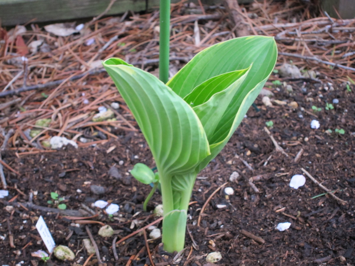 f:id:togatoga:20200516054548j:plain f:id:togatoga:20200516054548j:plain