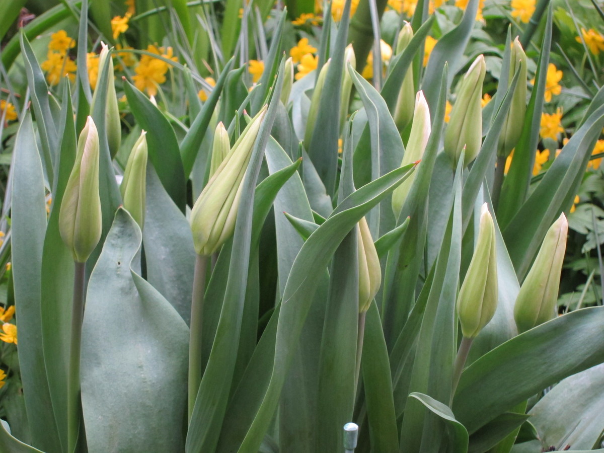 f:id:togatoga:20200519061311j:plain f:id:togatoga:20200519061311j:plain