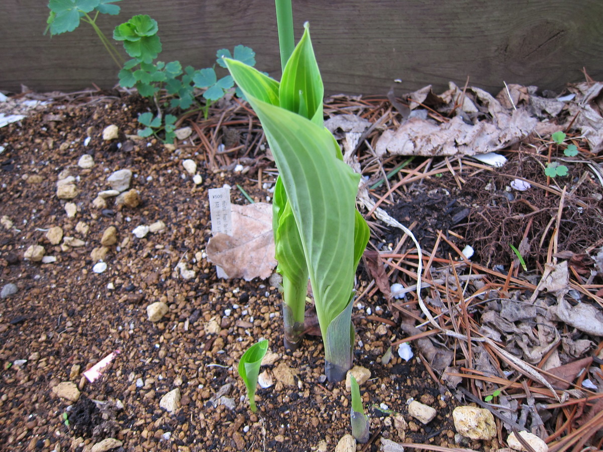 f:id:togatoga:20200519061401j:plain f:id:togatoga:20200519061401j:plain