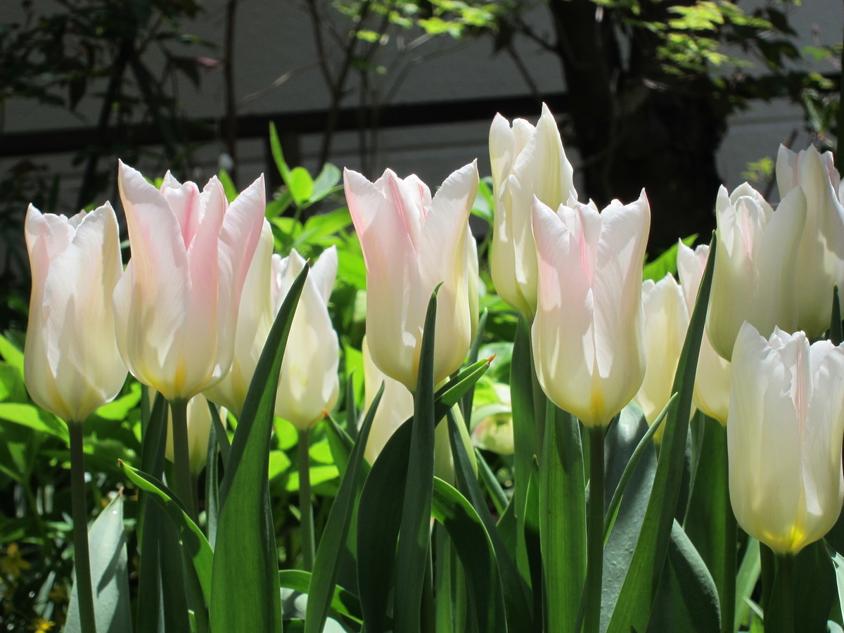 f:id:togatoga:20200526124612j:plain f:id:togatoga:20200526124612j:plain