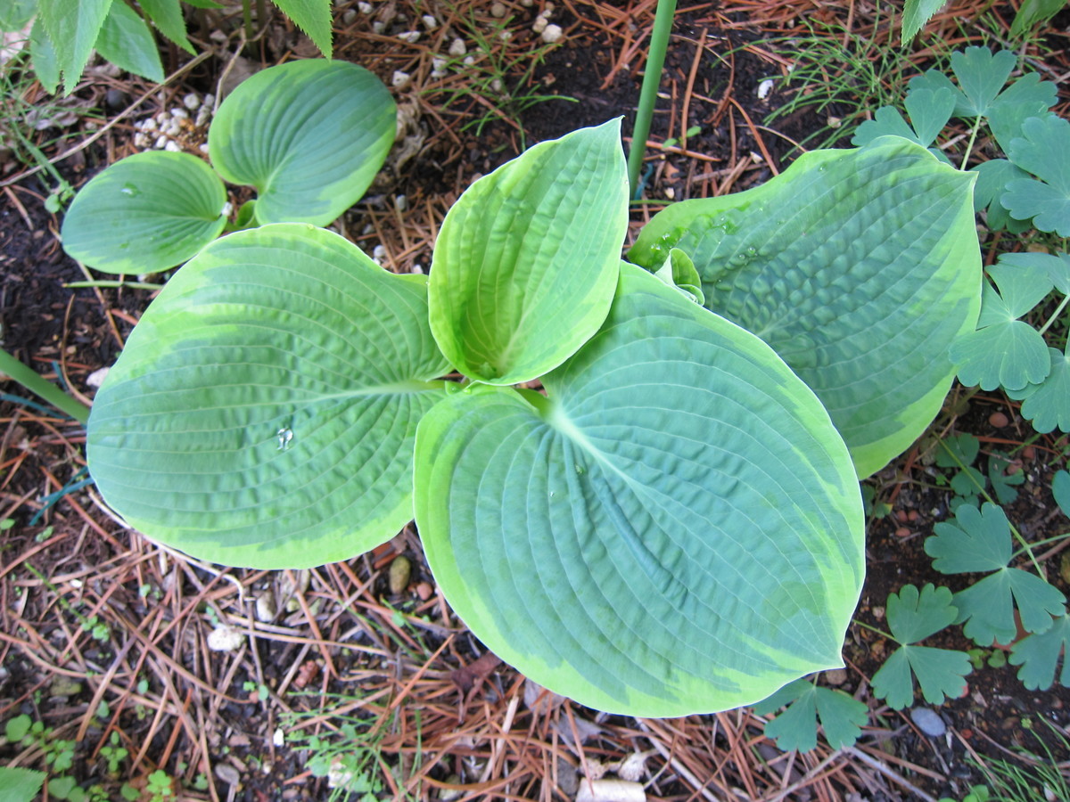 f:id:togatoga:20200530083900j:plain f:id:togatoga:20200530083900j:plain