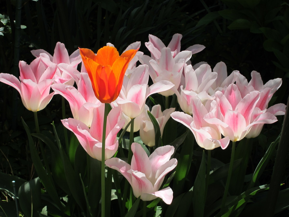 f:id:togatoga:20200530093741j:plain f:id:togatoga:20200530093741j:plain