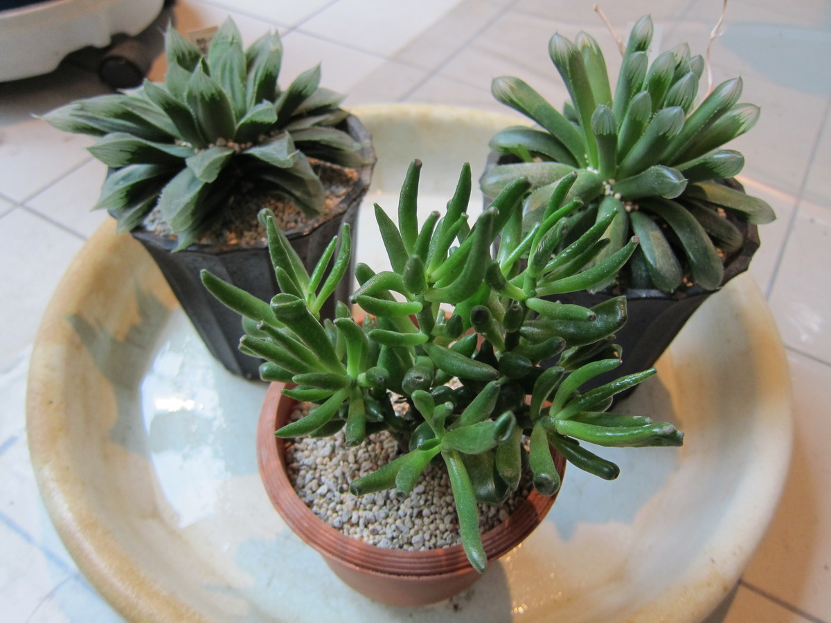 f:id:togatoga:20200723163809j:plain f:id:togatoga:20200723163809j:plain