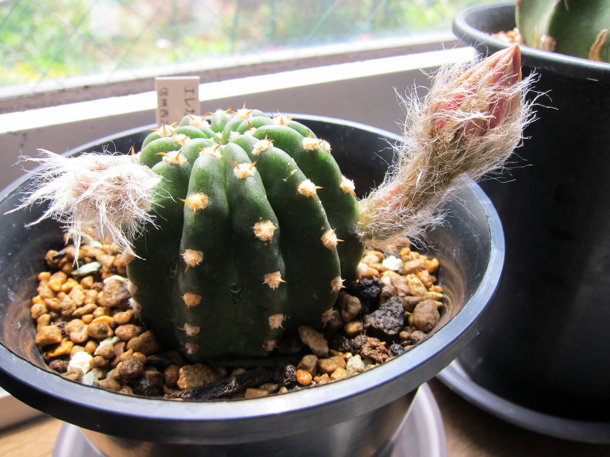 花サボテン - 雑多な苔_02