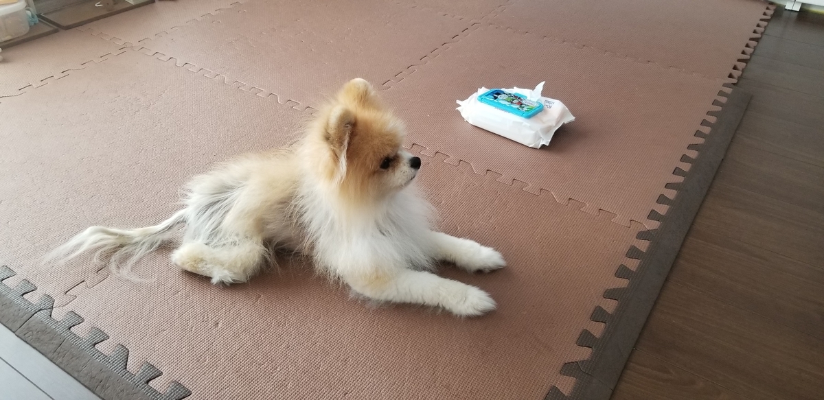 f:id:togetherwithkotaro:20190727212946j:plain f:id:togetherwithkotaro:20190727212946j:plain